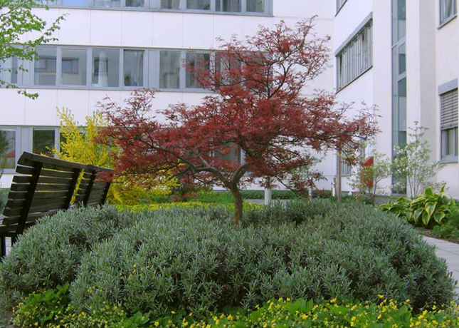 n_n_b_42  Ahorn 1.jpg